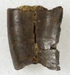 Tyrannosaur Tooth Fragment - Montana #21403-1